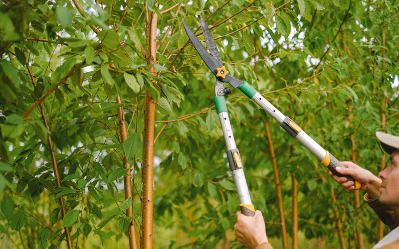 Tree trimming in Paramus, NJ